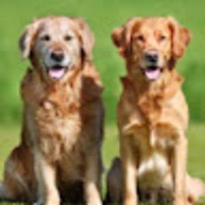 Meet your Posher, Scarlett